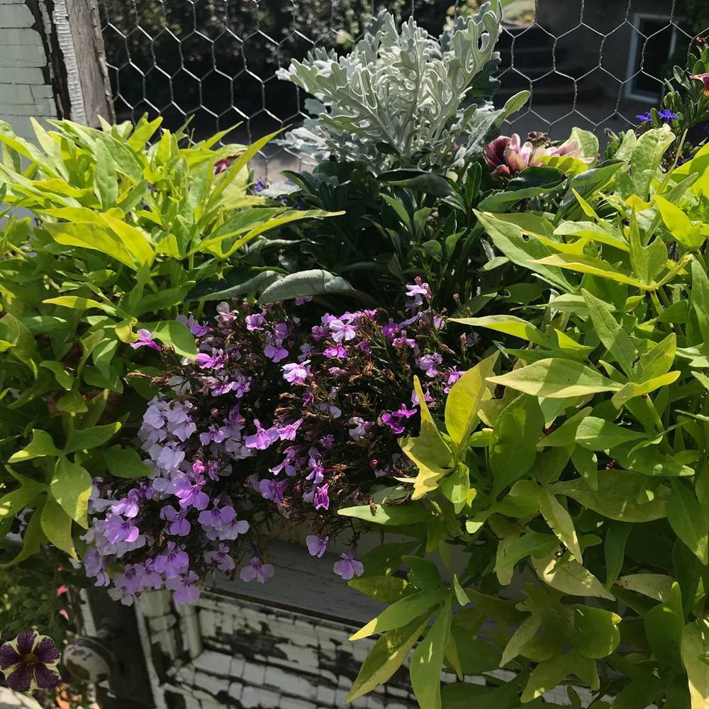 Meet your Posher, Brenda lea